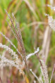 MISCANTHUS sinensis 'Ferner Osten'