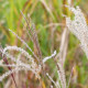 MISCANTHUS sinensis 'Ferner Osten'