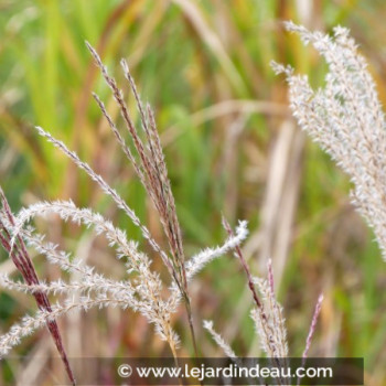 MISCANTHUS sinensis &#039;Ferner Osten&#039;