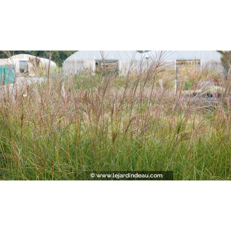 MISCANTHUS sinensis 'Gracillimus'