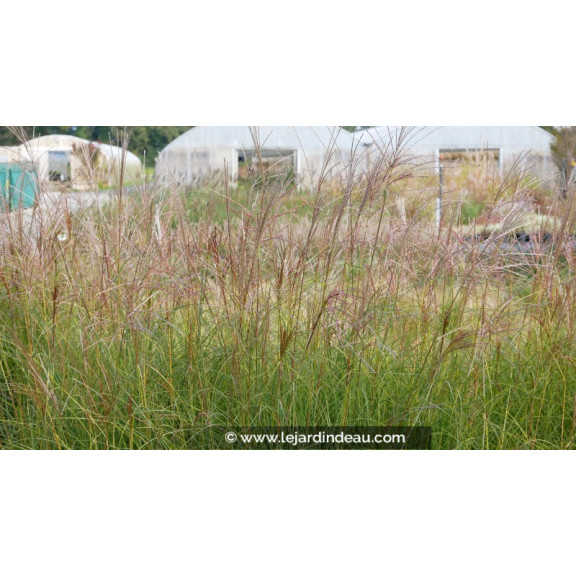 MISCANTHUS sinensis 'Gracillimus'