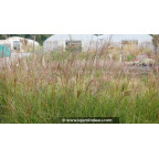 MISCANTHUS sinensis 'Gracillimus'