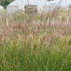 MISCANTHUS sinensis 'Gracillimus'