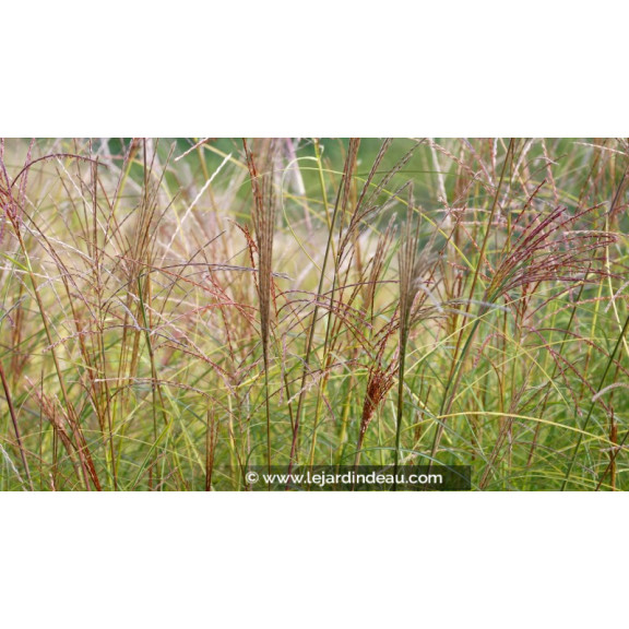 MISCANTHUS sinensis 'Gracillimus'