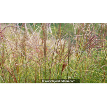 MISCANTHUS sinensis \'Gracillimus\'