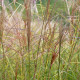 MISCANTHUS sinensis 'Gracillimus'