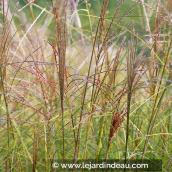 MISCANTHUS sinensis &#039;Gracillimus&#039;