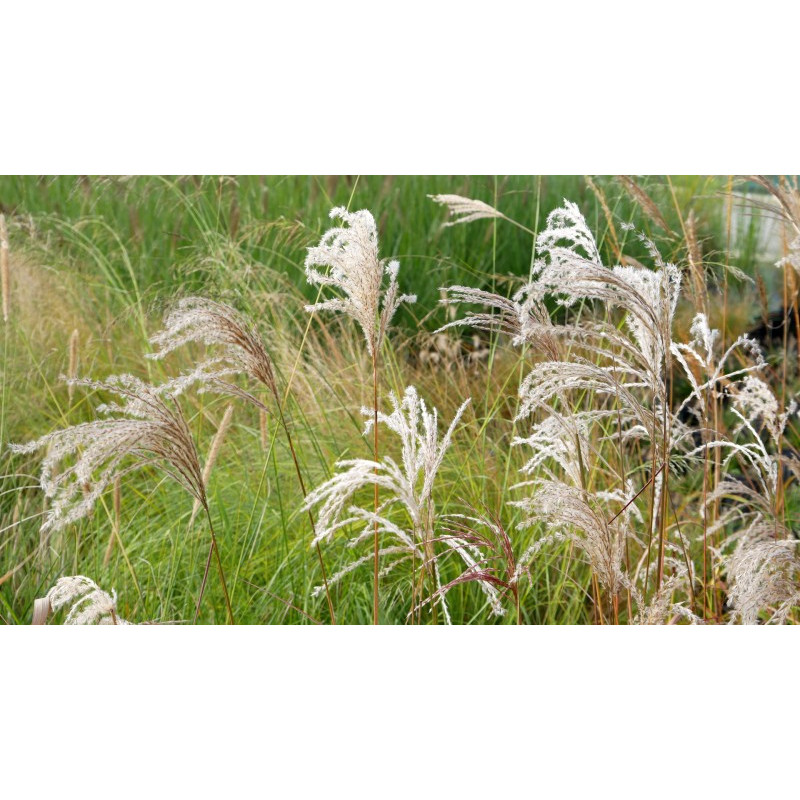 MISCANTHUS sinensis 'Kaskade'