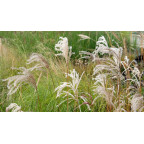 MISCANTHUS sinensis 'Kaskade'