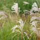 MISCANTHUS sinensis 'Kaskade'