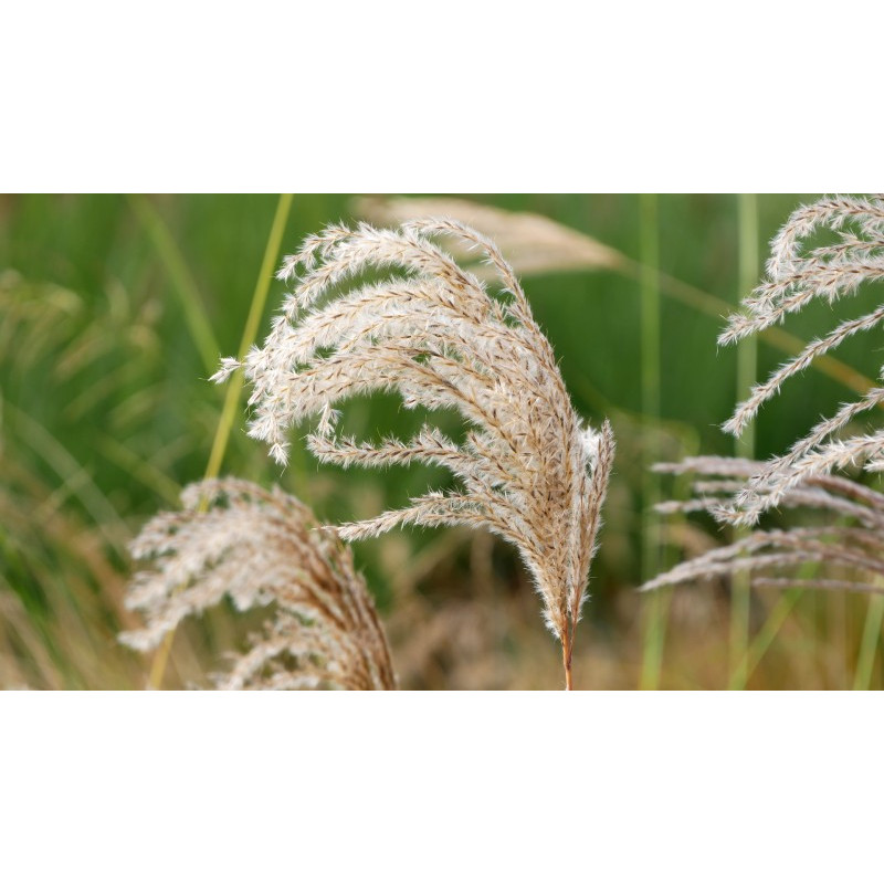 MISCANTHUS sinensis 'Kaskade'