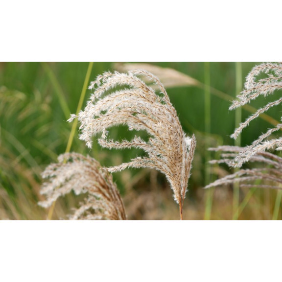 MISCANTHUS sinensis 'Kaskade'