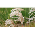 MISCANTHUS sinensis 'Kaskade'
