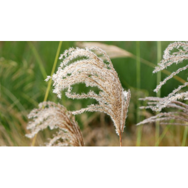 MISCANTHUS sinensis \'Kaskade\'