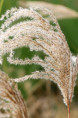 MISCANTHUS sinensis 'Kaskade'