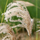 MISCANTHUS sinensis 'Kaskade'