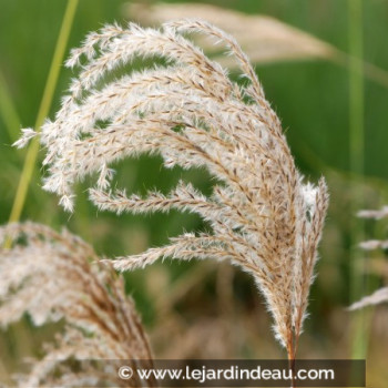 MISCANTHUS sinensis &#039;Kaskade&#039;