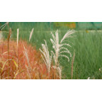 MISCANTHUS sinensis 'Krater'