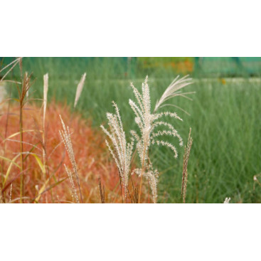 MISCANTHUS sinensis \'Krater\'