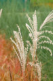 MISCANTHUS sinensis 'Krater'