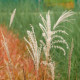 MISCANTHUS sinensis 'Krater'