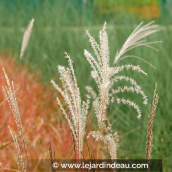 MISCANTHUS sinensis &#039;Krater&#039;