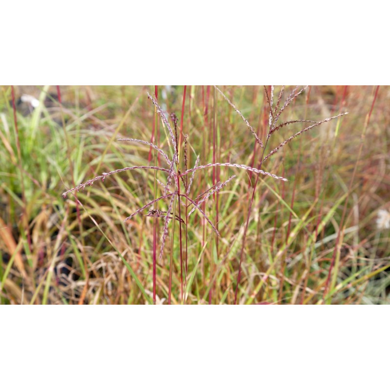 MISCANTHUS sinensis 'P&uuml;nktchen'