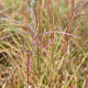 MISCANTHUS sinensis 'Pünktchen'