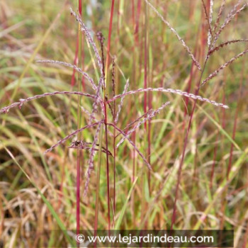 MISCANTHUS sinensis &#039;Pünktchen&#039;