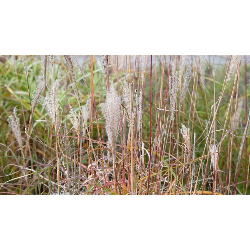 MISCANTHUS sinensis 'Richard Hansen'