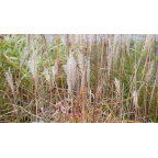 MISCANTHUS sinensis 'Richard Hansen'