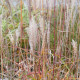 MISCANTHUS sinensis 'Richard Hansen'