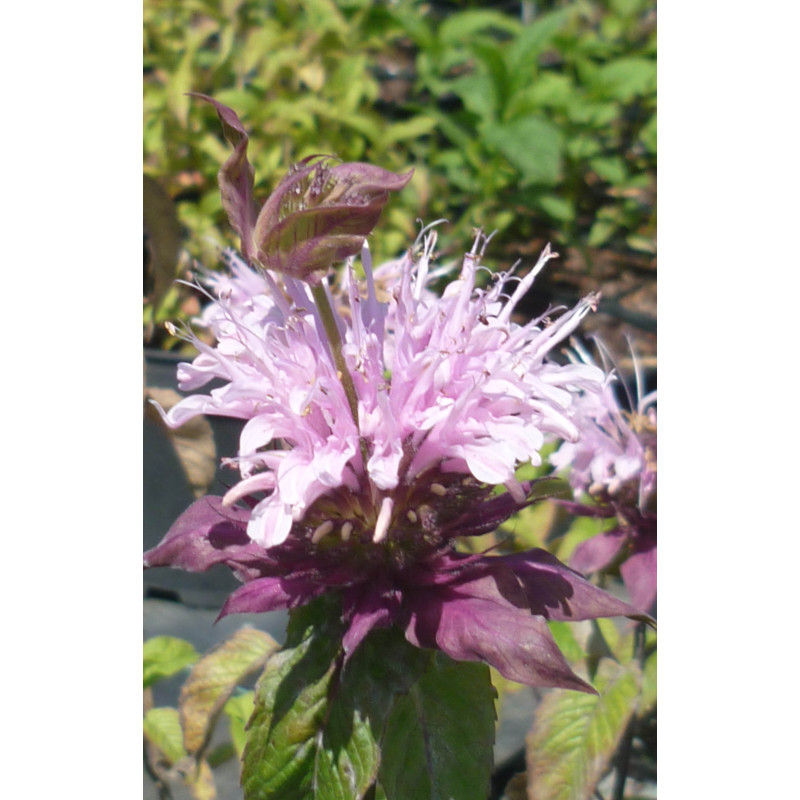 MONARDA 'Beauty of Cobham' MONARDA 'Beauty of Cobham'