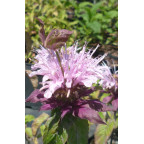 MONARDA 'Beauty of Cobham' MONARDA 'Beauty of Cobham'