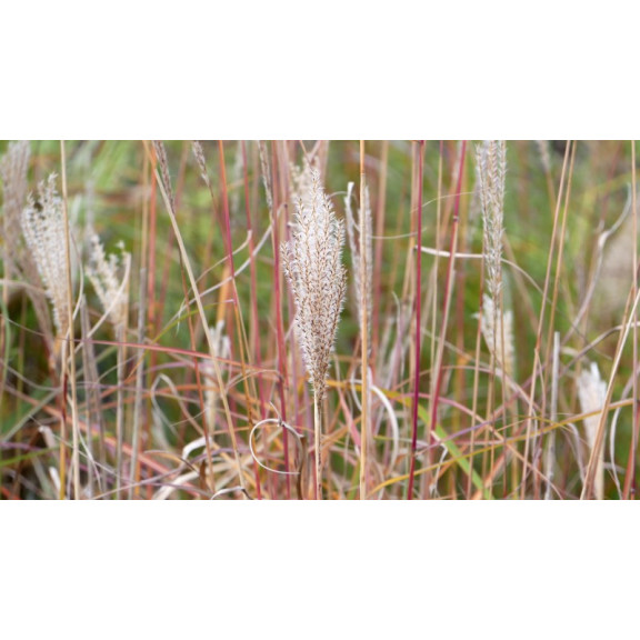 MISCANTHUS sinensis 'Richard Hansen'