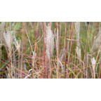MISCANTHUS sinensis 'Richard Hansen'
