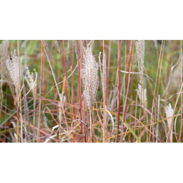 MISCANTHUS sinensis \'Richard Hansen\'