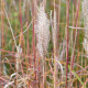 MISCANTHUS sinensis 'Richard Hansen'