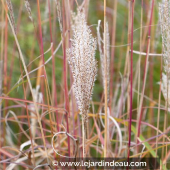 MISCANTHUS sinensis &#039;Richard Hansen&#039;