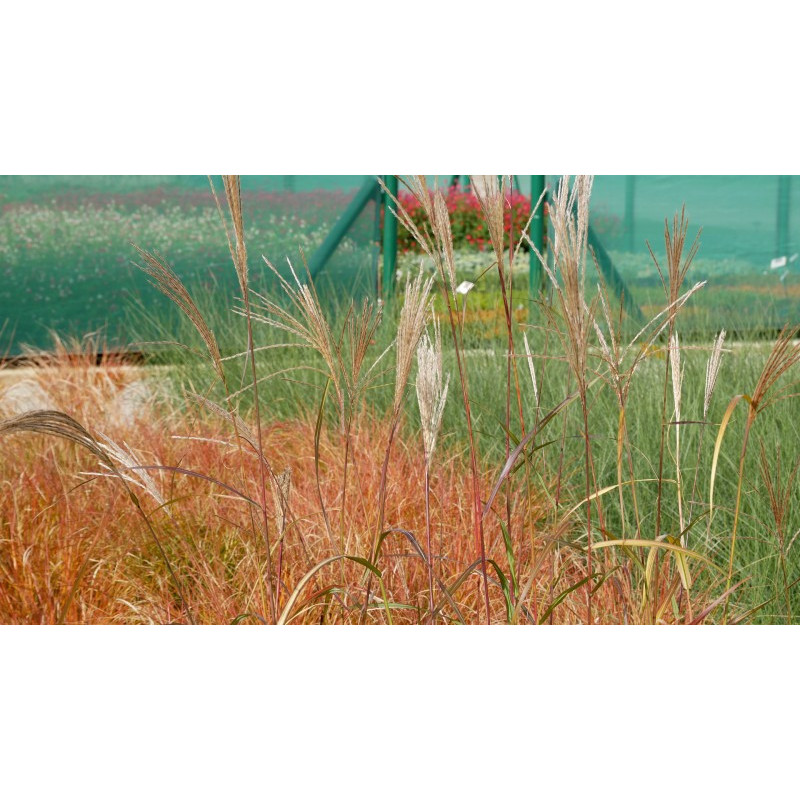 MISCANTHUS sinensis 'Silberfeder'