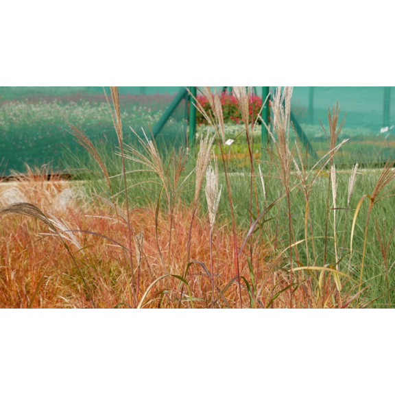 MISCANTHUS sinensis 'Silberfeder'