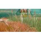 MISCANTHUS sinensis 'Silberfeder'