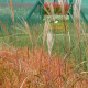 MISCANTHUS sinensis 'Silberfeder'