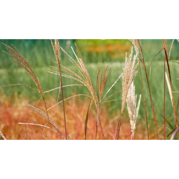 MISCANTHUS sinensis 'Silberfeder'