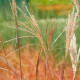 MISCANTHUS sinensis 'Silberfeder'