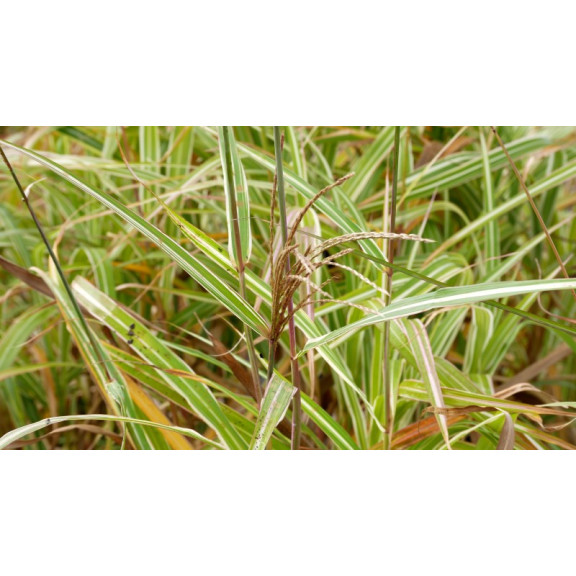 MISCANTHUS sinensis var. condensatus 'Cosmopolitan'