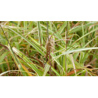 MISCANTHUS sinensis var. condensatus 'Cosmopolitan'