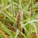 MISCANTHUS sinensis var. condensatus 'Cosmopolitan'