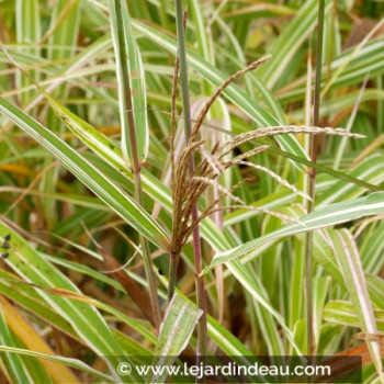 MISCANTHUS sinensis var. condensatus &#039;Cosmopolitan&#039;