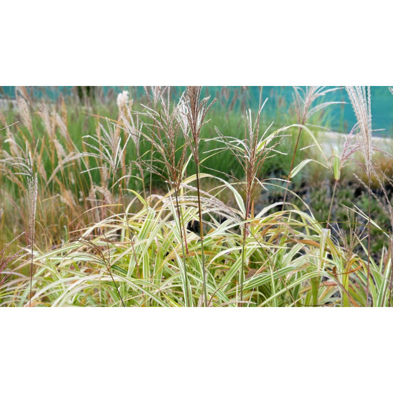 MISCANTHUS sinensis var. condensatus 'Cosmopolitan'